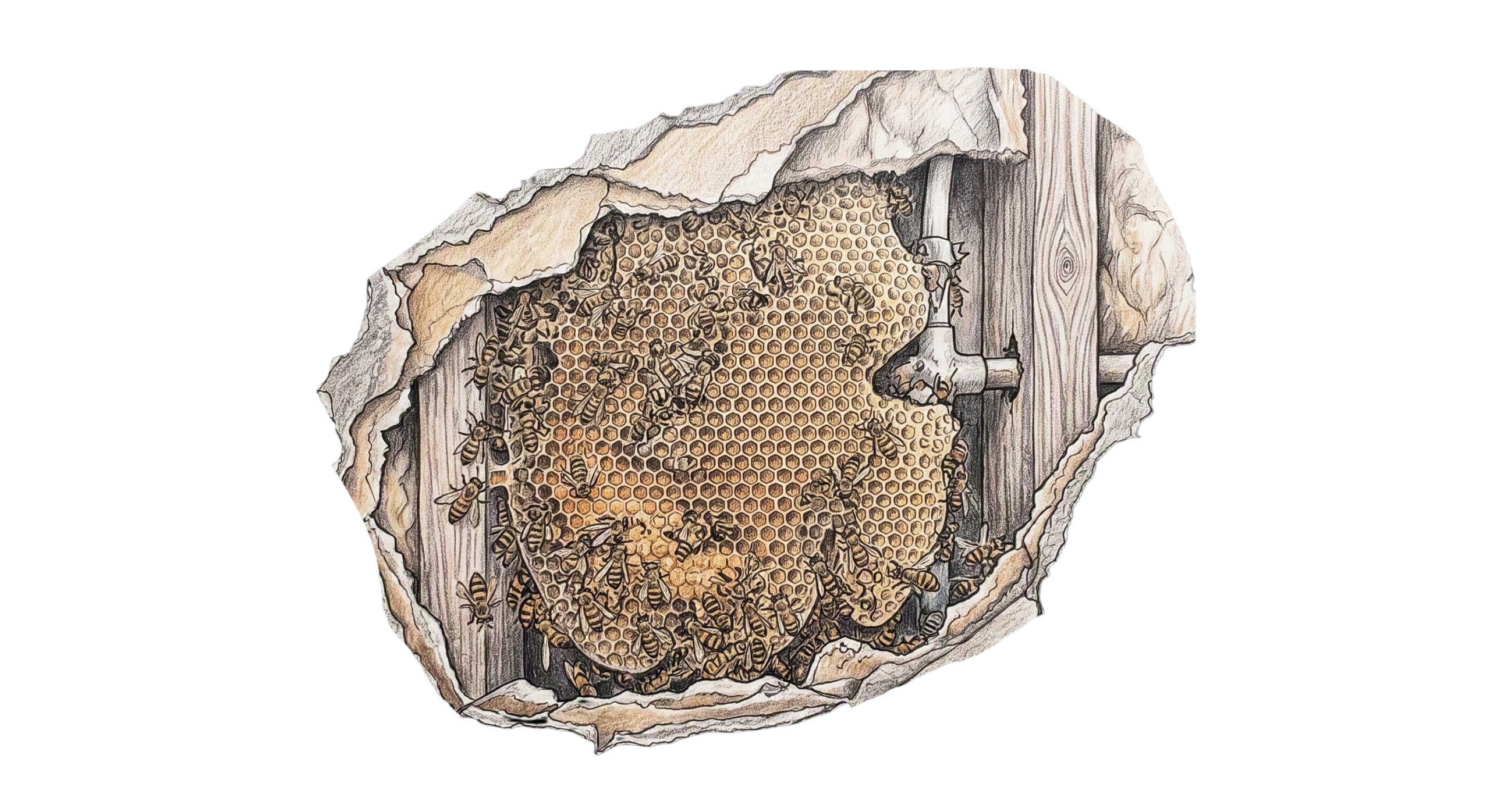 Live honey bee cutout removal and organic rescue apiary relocation in Buncombe county WNC