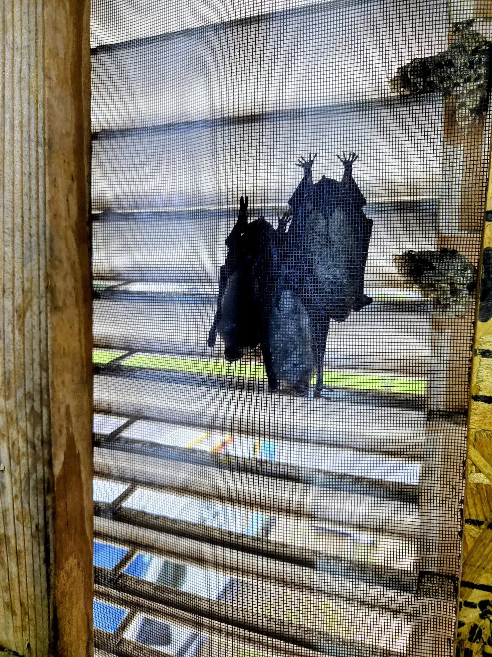 Three bats roosting in a gable vent closeup