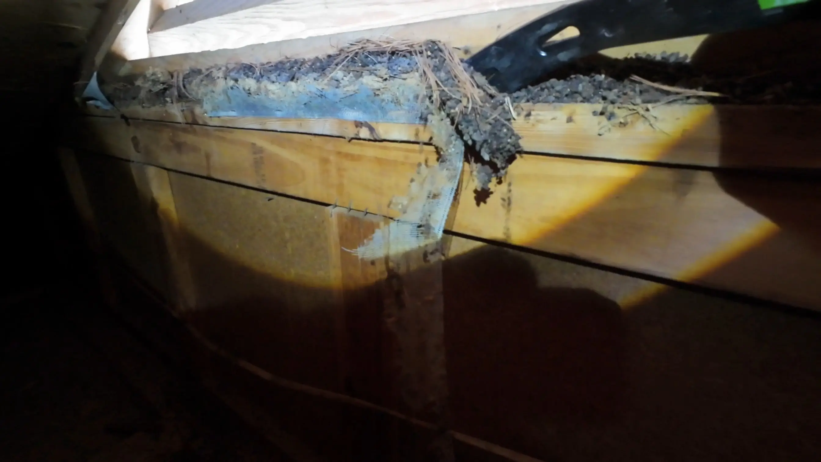Years of heavy bat guano accumulation in a Western North Carolina attic
