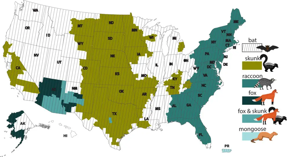 CDC map of the United States showing which rabies virus variant, bat, skunk, raccoon, or fox, dominates in each region, with the raccoon variant covering the entire Southeast including North Carolina
