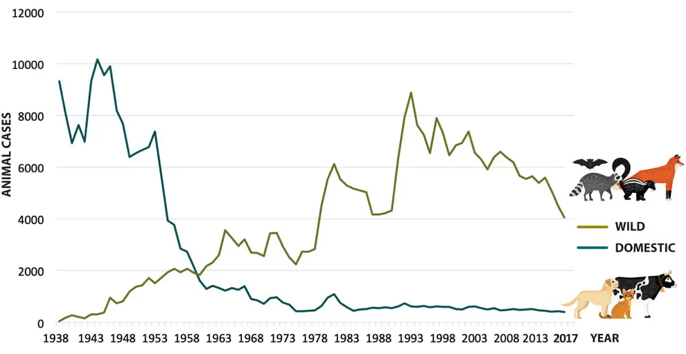 CDC chart showing wild versus domestic animal rabies cases in the United States from 1938 to 2017, with wild animal cases now far outnumbering domestic ones