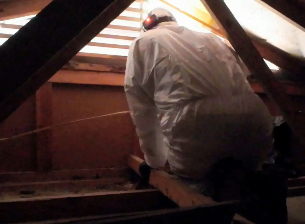 Go On, Git! technician in full PPE cleaning up and sanitizing wildlife waste in an attic